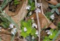 Oxalis acetosella